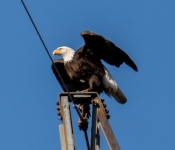 2021 03 28 LillyDaleEagles 014